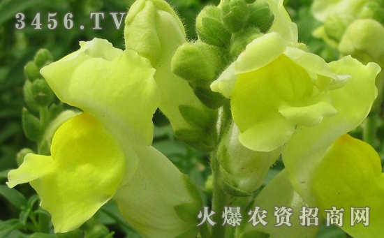 如何防治金鱼草的病虫害，金鱼草病虫害的防治方法