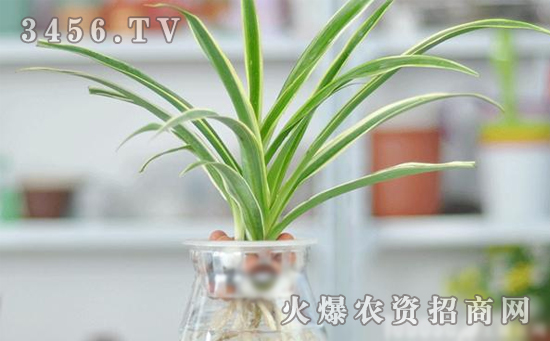 龙舌兰常见病虫害有哪些，龙舌兰病虫害的防治方法