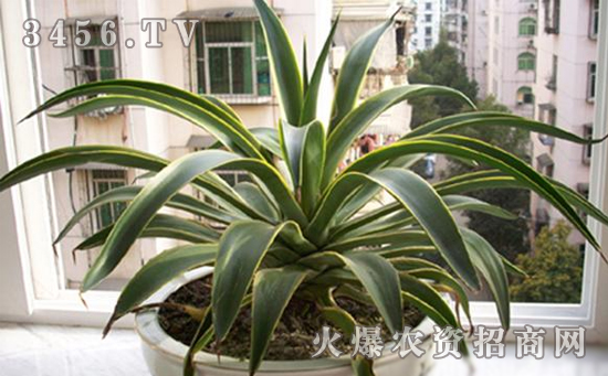龙舌兰常见病虫害有哪些，龙舌兰病虫害的防治方法