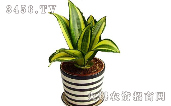 虎皮兰怎么浇水，虎皮兰多久浇一次水