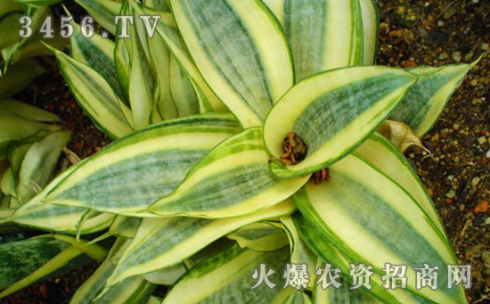 虎皮兰怎么浇水，虎皮兰多久浇一次水