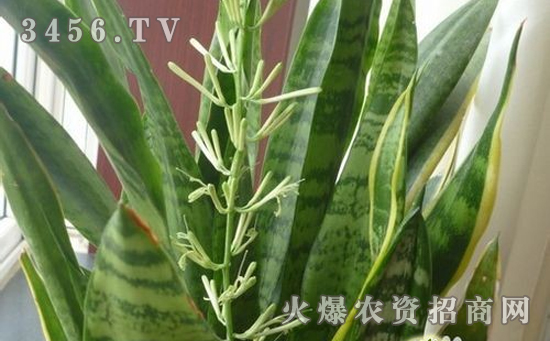 虎皮兰怎么浇水，虎皮兰多久浇一次水