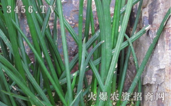 虎皮兰常见病虫害有哪些，虎皮兰病虫害的防治方法