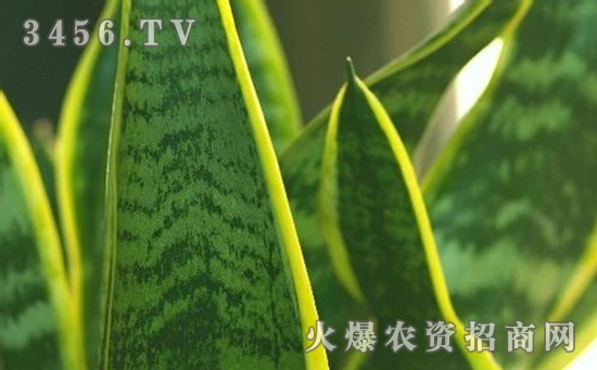 虎皮兰常见病虫害有哪些，虎皮兰病虫害的防治方法