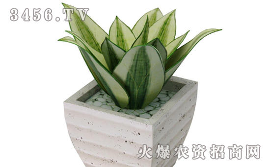 虎皮兰常见病虫害有哪些，虎皮兰病虫害的防治方法