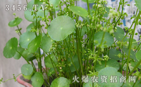 铜钱草半水半土怎么养，铜钱草半水半土的养殖方法