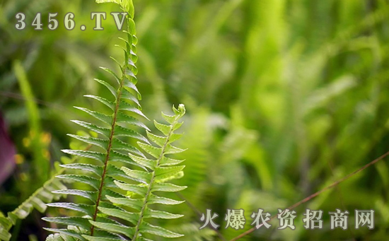 蜈蚣草有哪些品种，蜈蚣草的品种分类