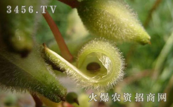 凤仙花是怎样传播种子的