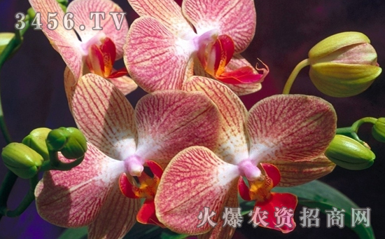 墨兰怎么养