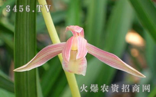 墨兰的养殖方法