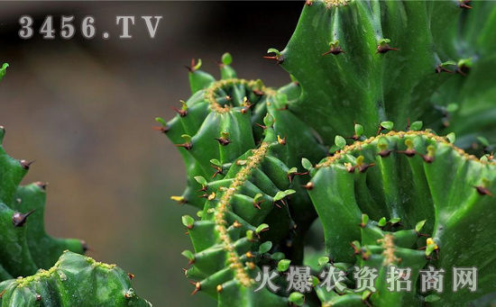 麒麟掌怎么浇水，麒麟掌花用啤酒浇可以吗