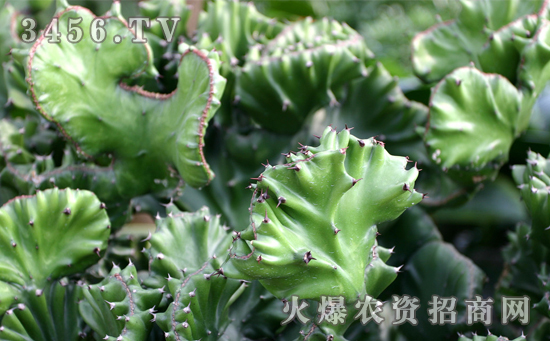 麒麟掌怎么浇水，麒麟掌花用啤酒浇可以吗