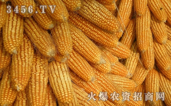 宁玉507玉米种怎么样，宁玉507玉米种介绍