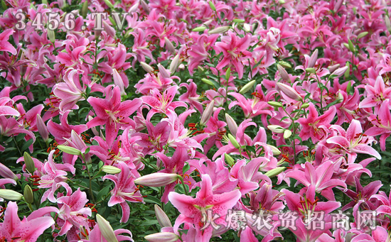 百合花种植怎么防治根螨