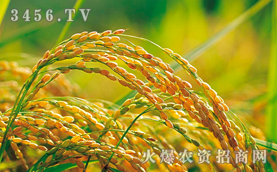 Y两优9918水稻种的优点及高产的栽培技术