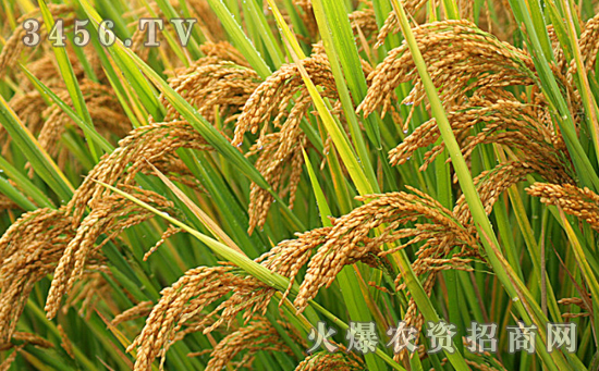 Y两优9918水稻种的优点及高产的栽培技术