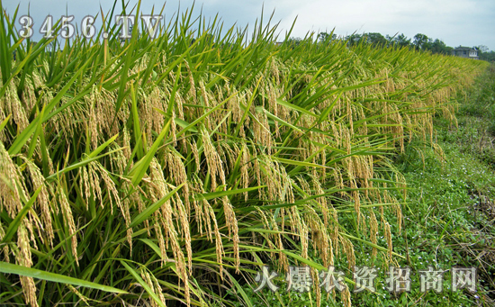 【Y两优916】Y两优916水稻种高产的栽培技术