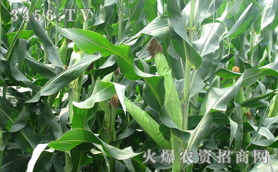 【农华101】玉米杂交种农华101的高产栽培技术