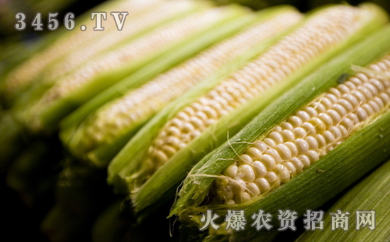【农华101】玉米杂交种农华101的高产栽培技术