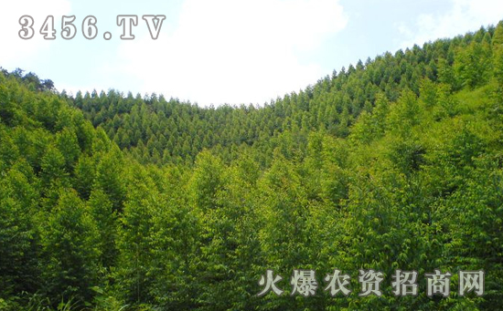 桉树怎么种植，桉树定植方法及注意事项