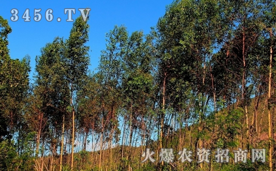 桉树怎么种植，桉树定植方法及注意事项