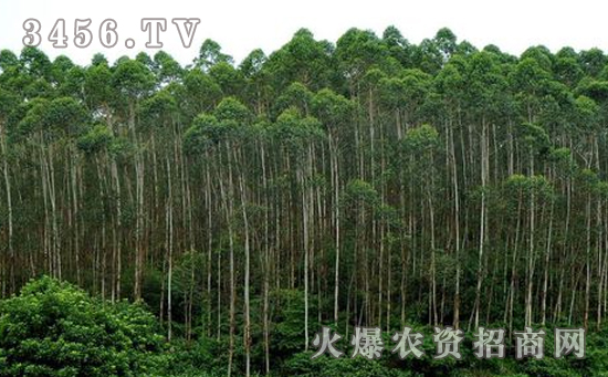 桉树怎么种植，桉树定植方法及注意事项