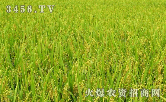 Y两优2号水稻种高产的栽培技术是什么