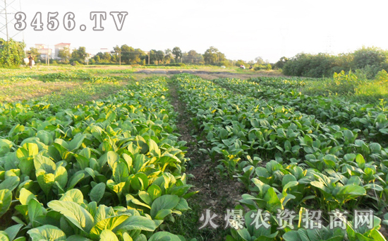 叶面肥与植物生长调节剂有什么区别