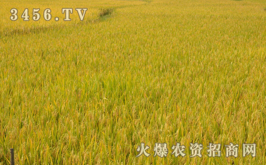 Y两优1928水稻种高产的栽培技术是什么