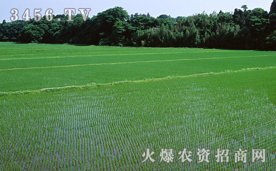 Y两优1928水稻种高产的栽培技术是什么