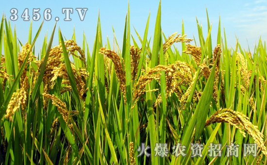 Y两优1928水稻种高产的栽培技术是什么