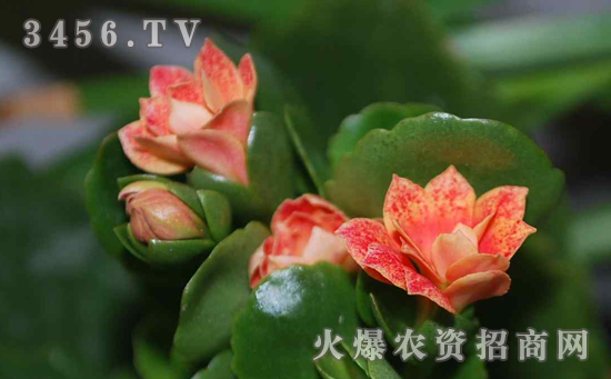 小球玫瑰开花吗，小球玫瑰开花什么样