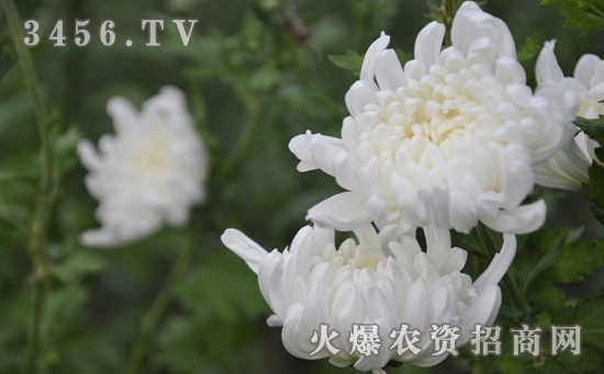 菊花黑斑病怎么回事，菊花黑斑病的防治方法