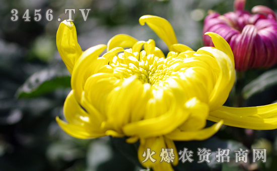 菊花叶枯线虫病怎么回事，菊花叶枯线虫病防治方法