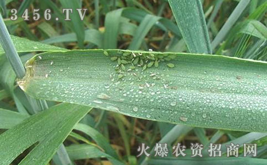 小麦蚜虫的最新农药防治技巧