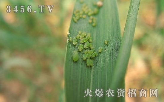 “整治”小麦蚜虫有绝招