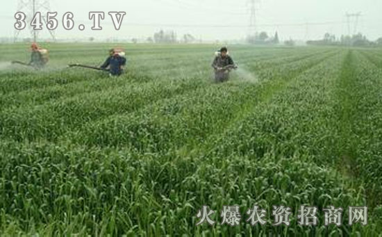 江苏农药研究所研发小麦赤霉病防治新武器