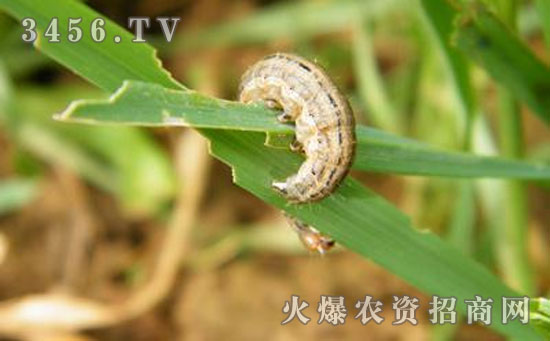 小麦粘虫发生特点及防治方法