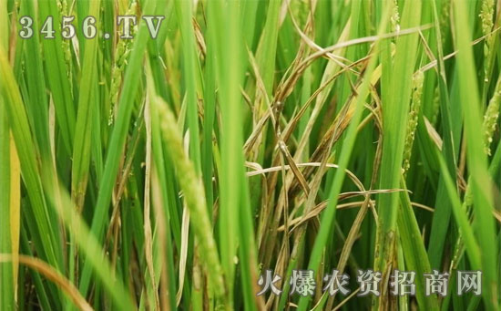 水稻纹枯病的综合防治技术