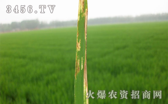 防治水稻纹枯病技术指导