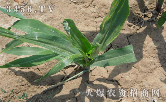 玉米粗缩病对下茬作物造成影响后的补救措施