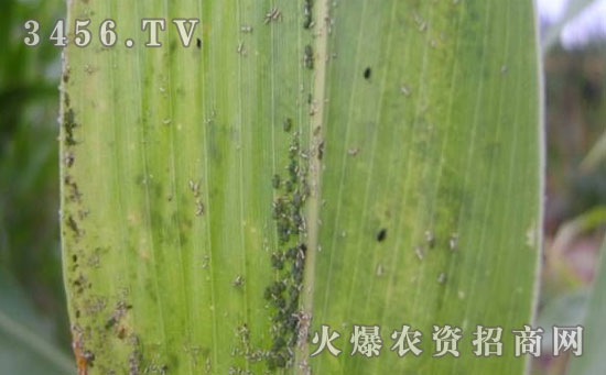 防治玉米蚜虫用什么方法