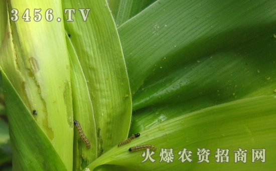 玉米螟的防治方法