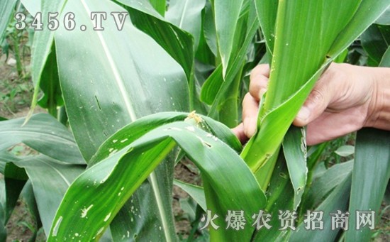 玉米螟的防治方法