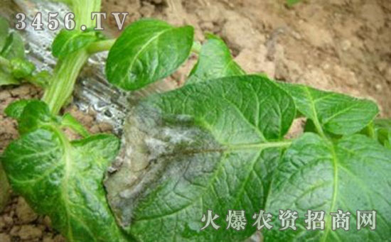马铃薯晚疫病防治技术