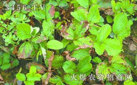 高温高湿预防草莓炭疽病
