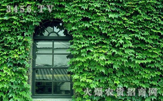 爬山虎怎么养，爬山虎的养殖方法