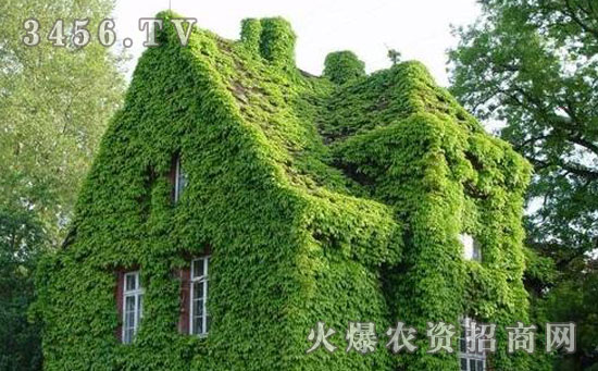 爬山虎怎么养，爬山虎的养殖方法