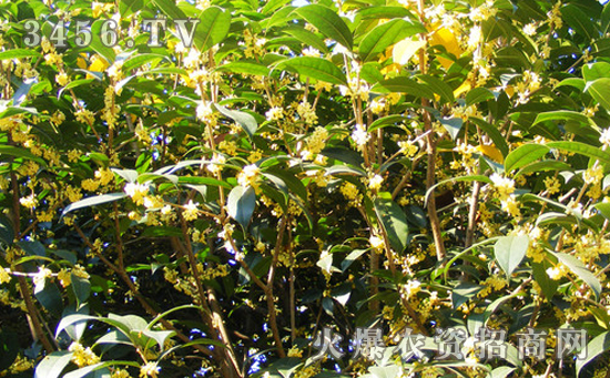 桂花树有哪些常见虫害，桂花树常见虫害的防治方法