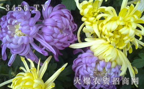 菊花假尾孢褐斑病是什么，菊花假尾孢褐斑病防治方法